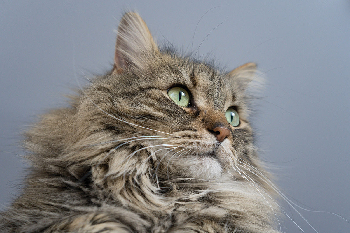 Adopt a cat